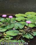 Nymphaea  ´Amabilis´