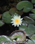 (NYOD) Nymphaea odorata