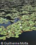 Nymphaea odorata