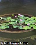 Nymphaea  ´Amabilis´