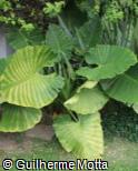 Colocasia gigantea