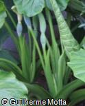 Colocasia gigantea