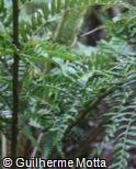 Cyathea atrovirens