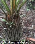 Cyathea atrovirens