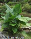 Colocasia gigantea