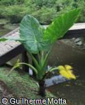 Colocasia gigantea