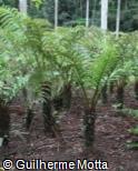 Cyathea atrovirens