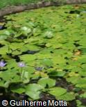 Nymphaea capensis