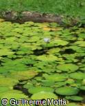 Nymphaea capensis