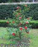 (CAJA6) Camellia japonica ´Coquetti´