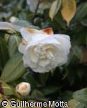 (CAJA13) Camellia japonica ´Alba Plena´