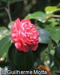 (CAJA15) Camellia japonica ´C. M. Hovey´