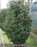 (CAJA17) Camellia japonica ´Emperor Of Russia´