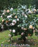 (CAJA12) Camellia japonica ´Aspasia Macarthur´