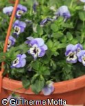 (VIWI19) Viola x wittrockiana ´Mariposa Marina´