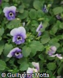 (VICO3) Viola cornuta ´Admire Marina´