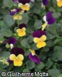 (VICO30) Viola cornuta ´Floral Power Gold Purple Wing F1´