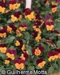 (VICO31) Viola cornuta ´Floral Power Orange Red Wing F1´