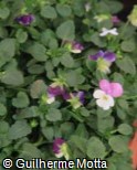 (VICO4) Viola cornuta ´Floral Power White Purple Wing´