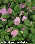 (VICO5) Viola cornuta ´Admire Pink´