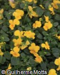 (VICO6) Viola cornuta ´Admire Yellow´