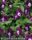 (VICO9) Viola cornuta ´Penny Violet Flare´