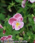 (VICO32) Viola cornuta ´Endurio Pink Shades ´