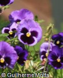(VIWI30) Viola × wittrockiana ´Karma Denim´
