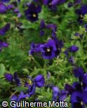 (VIWI27) Viola x wittrockiana ´Mariposa Blue Blotch Imp.´