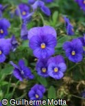 (VICO23) Viola cornuta ´Penny Deep Blue´