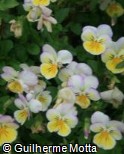 (VICO19) Viola cornuta ´Penny Primrose Bicolor´