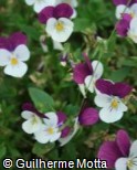(VICO8) Viola cornuta ´Penny White Jump Up´
