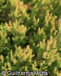 (THOC8) Thuja occidentalis ´Anniek´ (THOC8) Thuja occidentalis ´Anniek´