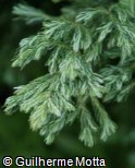 (CHPI6) Chamaecyparis pisifera ´Squarrosa Minima´ (CHPI6) Chamaecyparis pisifera ´Squarrosa Minima´