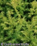 (CHPI9) Chamaecyparis pisifera ´Cream Ball´ (CHPI9) Chamaecyparis pisifera ´Cream Ball´