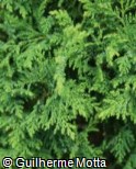 (CHPI10) Chamaecyparis pisifera ´Dow Whiting´ (CHPI10) Chamaecyparis pisifera ´Dow Whiting´
