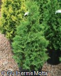 Chamaecyparis pisifera ´Dow Whiting´