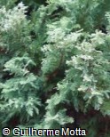 (CHPI11) Chamaecyparis pisifera ´Squarrosa´ (CHPI11) Chamaecyparis pisifera ´Squarrosa´