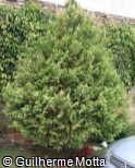 Chamaecyparis pisifera ´Squarrosa´