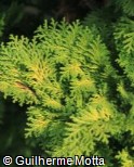 (CHLA9) Chamaecyparis lawsoniana ´Minima Aurea´ (CHLA9) Chamaecyparis lawsoniana ´Minima Aurea´