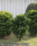 Chamaecyparis lawsoniana ´Minima Aurea´