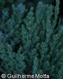 (JUCH6) Juniperus chinensis ´Pyramidalis´ (JUCH6) Juniperus chinensis ´Pyramidalis´