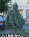 Juniperus chinensis ´Pyramidalis´