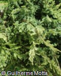 (JUHO2) Juniperus horizontalis ´Blue Chip´ (JUHO2) Juniperus horizontalis ´Blue Chip´