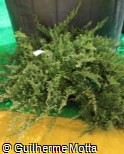Juniperus horizontalis ´Blue Chip´