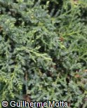 (JUPF3) Juniperus × pfitzeriana ´Gold Star´ (JUPF3) Juniperus × pfitzeriana ´Gold Star´