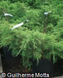 Juniperus chinensis ´Sea Green´