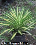 (NEAR) Neoregelia ´Ardie´ (NEAR) Neoregelia ´Ardie´