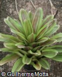 (NEAM) Neoregelia ´Amazing Grace´ (NEAM) Neoregelia ´Amazing Grace´