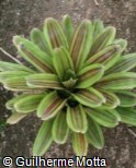 Neoregelia ´Amazing Grace´